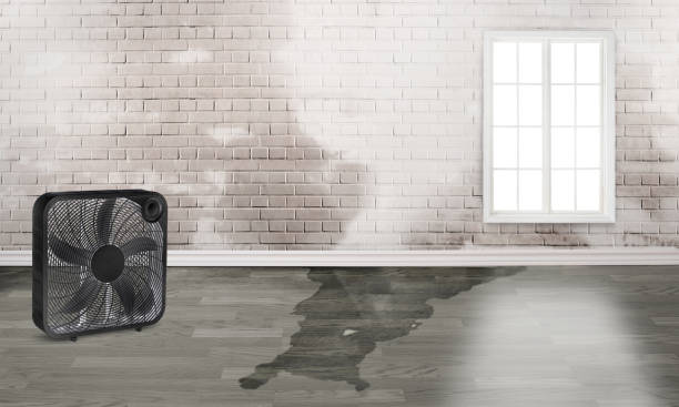 Best Flood restoration services  in Kyle, TX